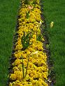 Pillnitz (127)
